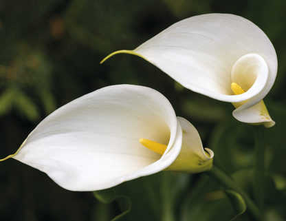 Spiral Wall Calendar - Flowers