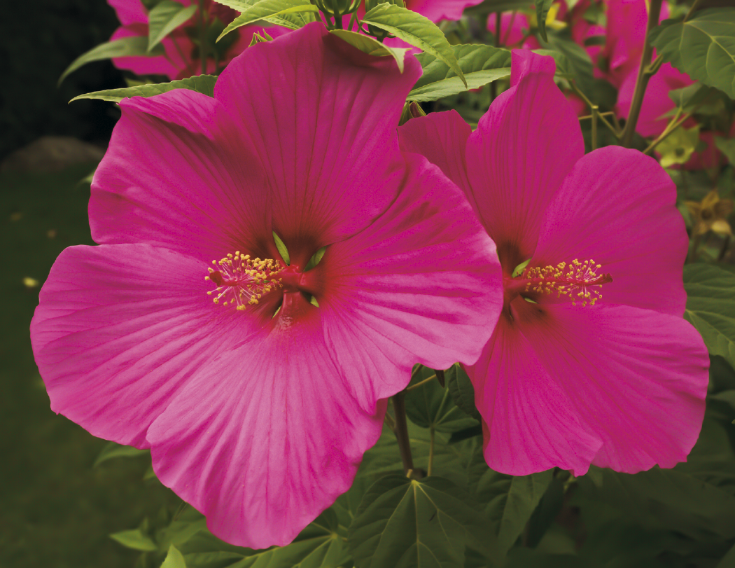 Stapled Wall Calendar - Flowers