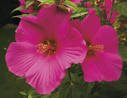 Stapled Wall Calendar - Flowers
