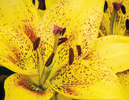 Spiral Wall Calendar - Flowers