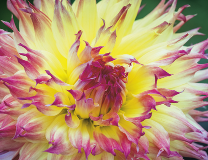 Spiral Wall Calendar - Flowers