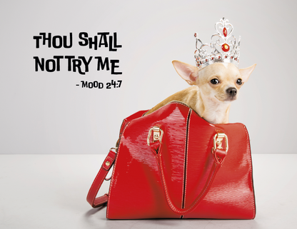 Spiral Wall Calendar - Pets with Attitude