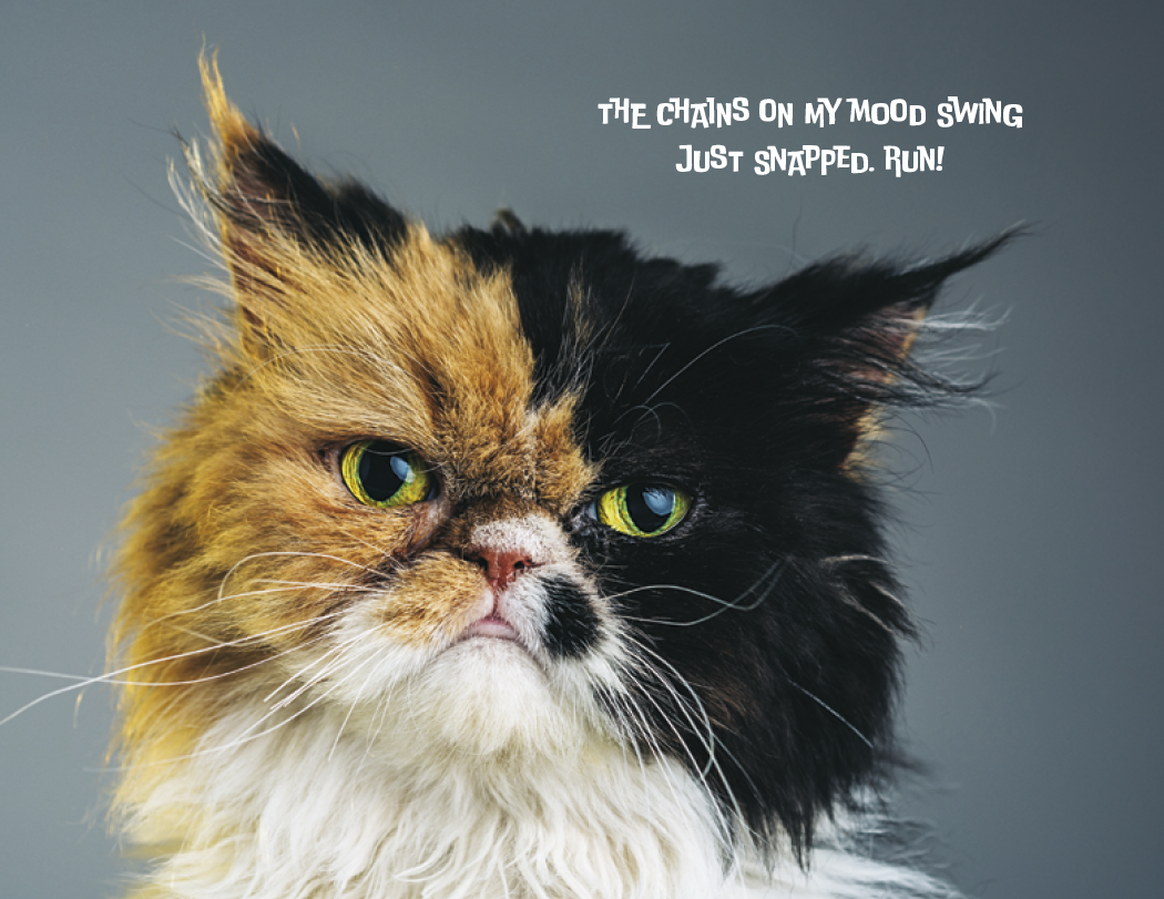 Spiral Wall Calendar - Pets with Attitude
