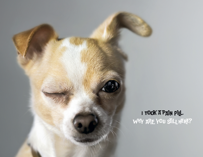 Spiral Wall Calendar - Pets with Attitude