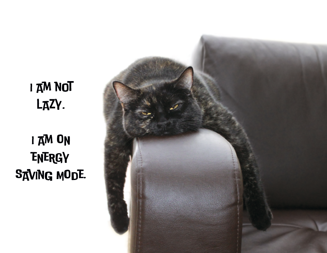 Spiral Wall Calendar - Pets with Attitude