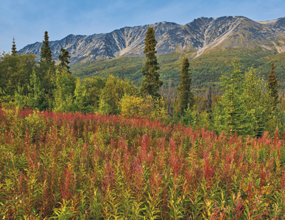 Spiral Wall Calendar - Canadian National Parks